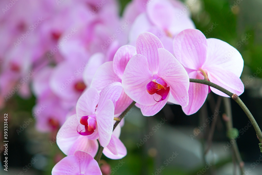 Orchid shrubs isolated. with other plants in the blurred background Orchid shrubs isolated. with other plants in the blurred background