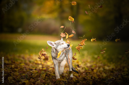 Saarloos wolf dog autumn color leafs