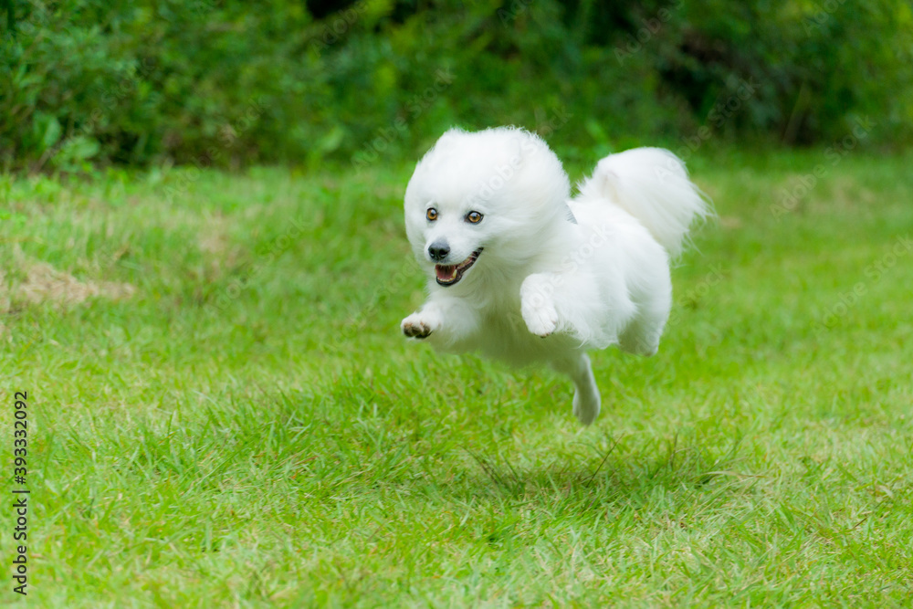 日本スピッツ 白い犬 Spitz 小型犬 Stock Photo Adobe Stock 日本スピッツ 白い犬 Spitz 小型犬 Stock Photo Adobe Stock