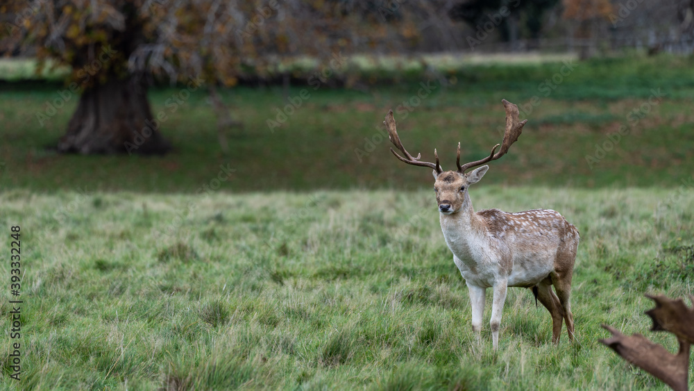 Fototapeta premium Deer at Charlecote Park, Warwickshire