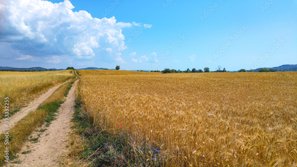 Field of golden wheat under the blue sky and clouds with a dirt road Field of golden wheat under the blue sky and clouds with a dirt road