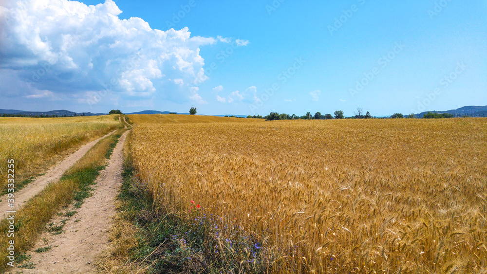 Field of golden wheat under the blue sky and clouds with a dirt road