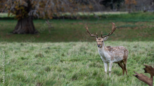 Deer at Charlecote Park, Warwickshire photo