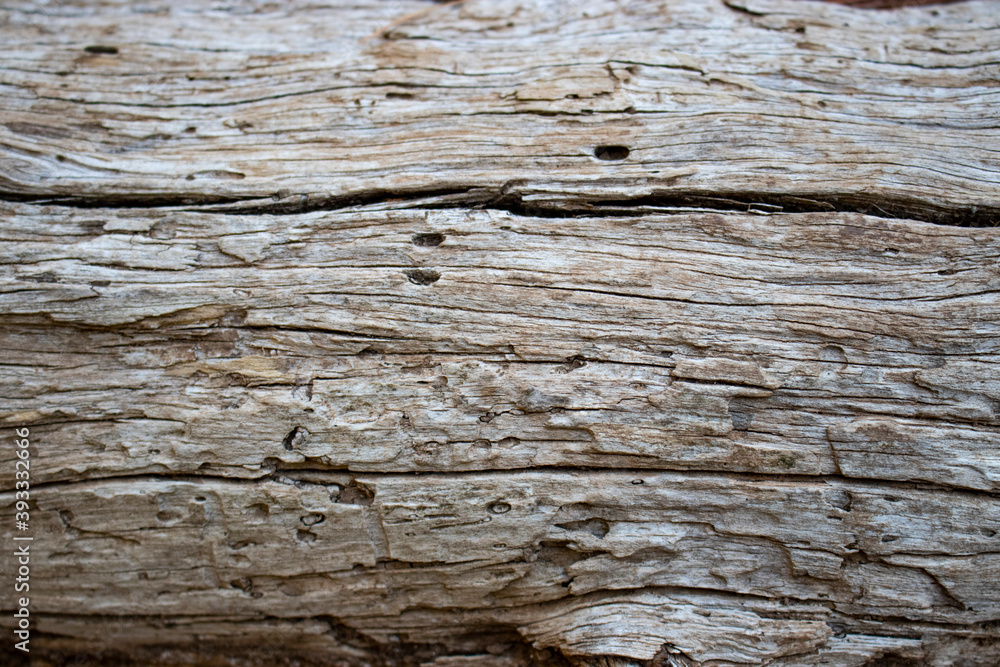 Macro photo about a pine trunk close up view of a wood trunk texture
Macro photo about a pine trunk close up view of a wood trunk texture