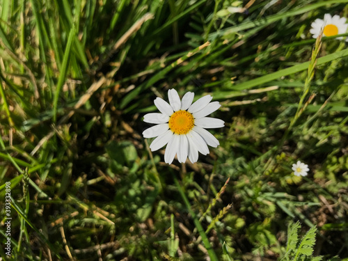 Macro phopto about a daisy flower between green grass, on a field