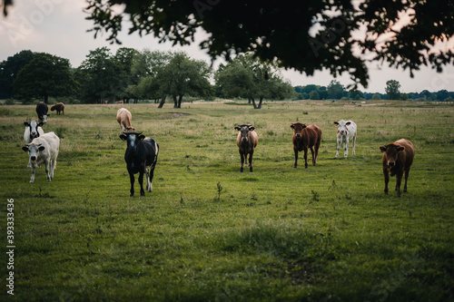 Kühe auf Feld