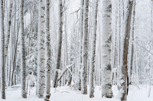 snow covered trees © Juliya Shakirova