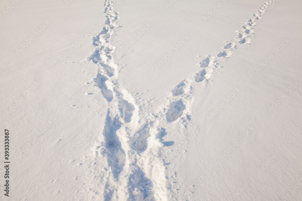 human footprints in the fresh snow human footprints in the fresh snow