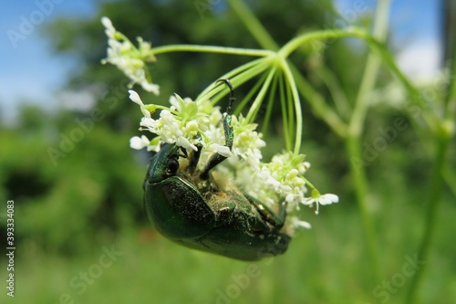 Cetonia beetle on a white flower in the garden, closeup photo