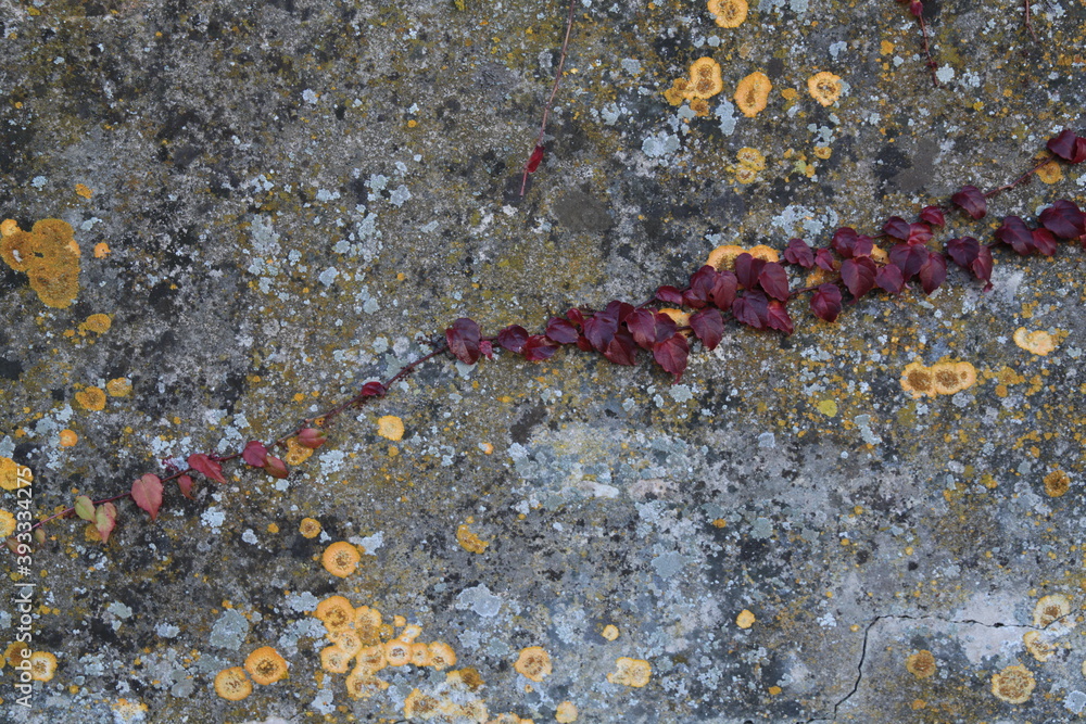 Texture, muro, foglie, corteccia, metallo