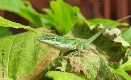Green anole lizard on plant in Florida nature, closeup