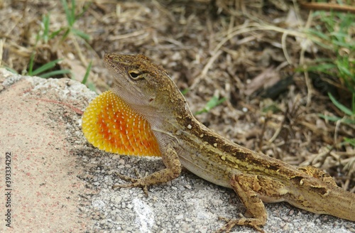 Tropical brown anole lizard on a stone in Florida wild, closeup