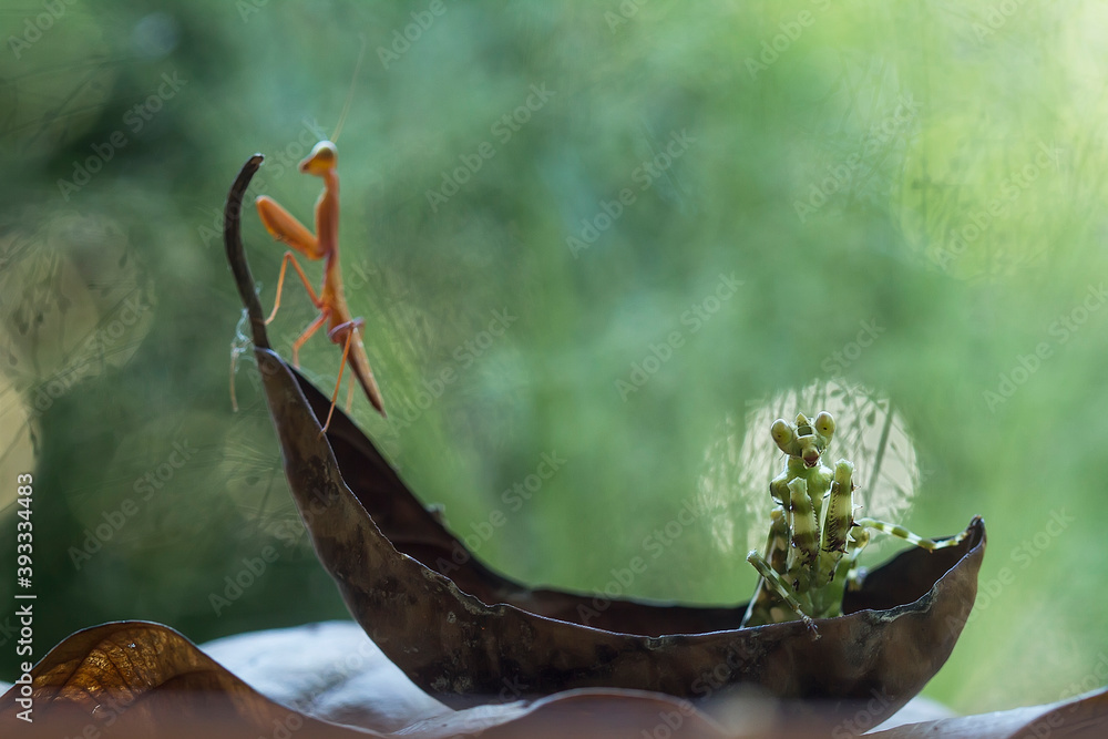Fototapeta premium Creobroter gemmatus on Beautiful Pose