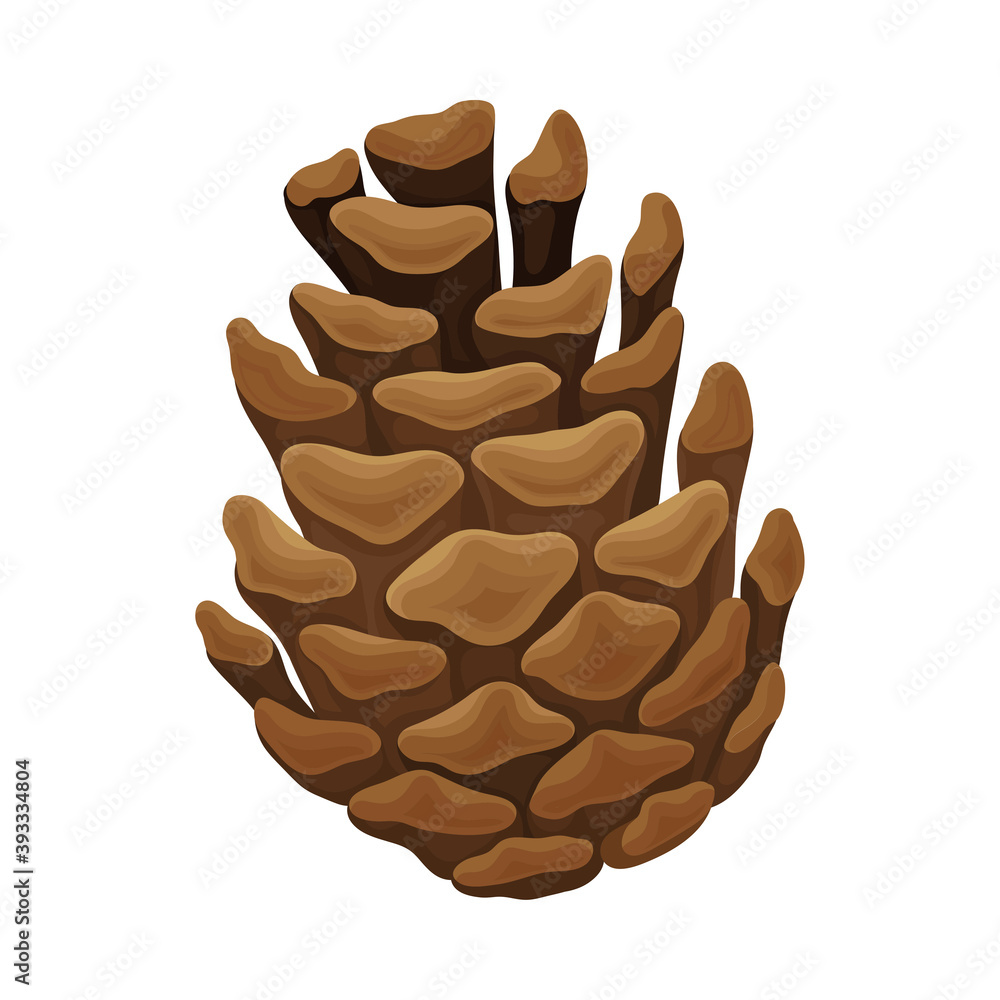 Brown Pine Cone with Spirally Arranged Scales Vector Illustration Brown Pine Cone with Spirally Arranged Scales Vector Illustration