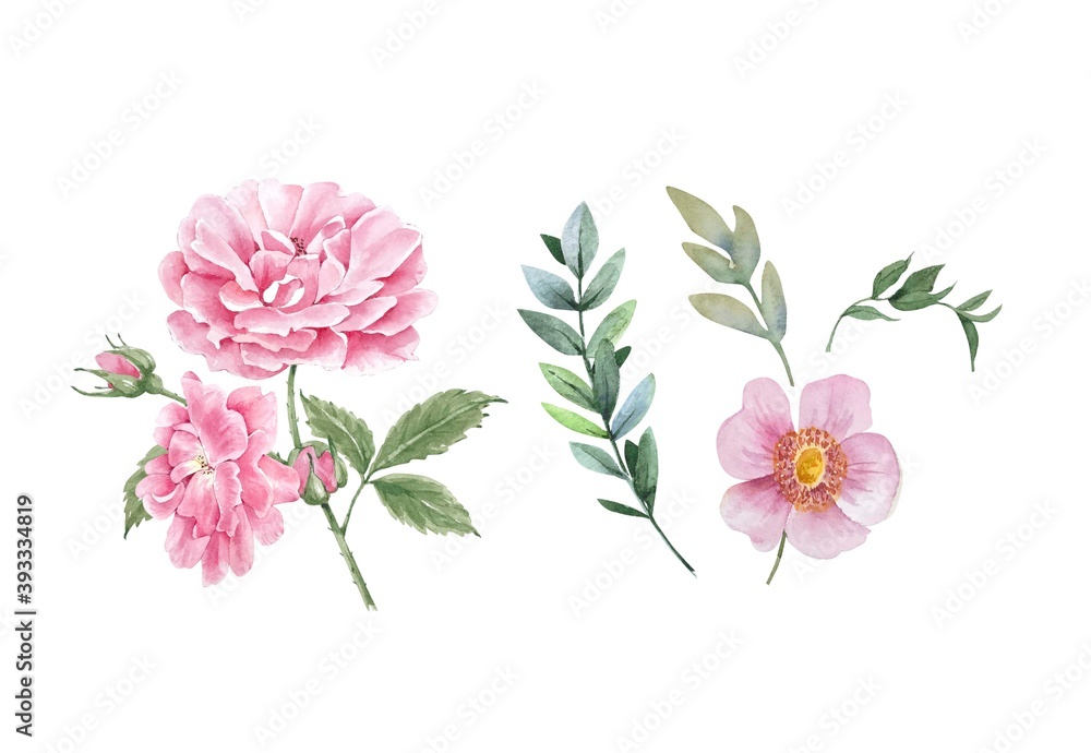 set of delicate pink flowers of peonies and buds, watercolor illustrations on a white background. hand painted for holidays, wedding invitations, decor and design	
