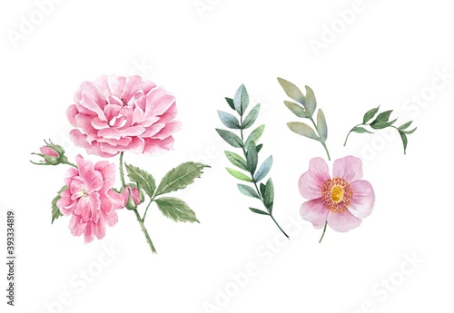set of delicate pink flowers of peonies and buds, watercolor illustrations on a white background. hand painted for holidays, wedding invitations, decor and design 