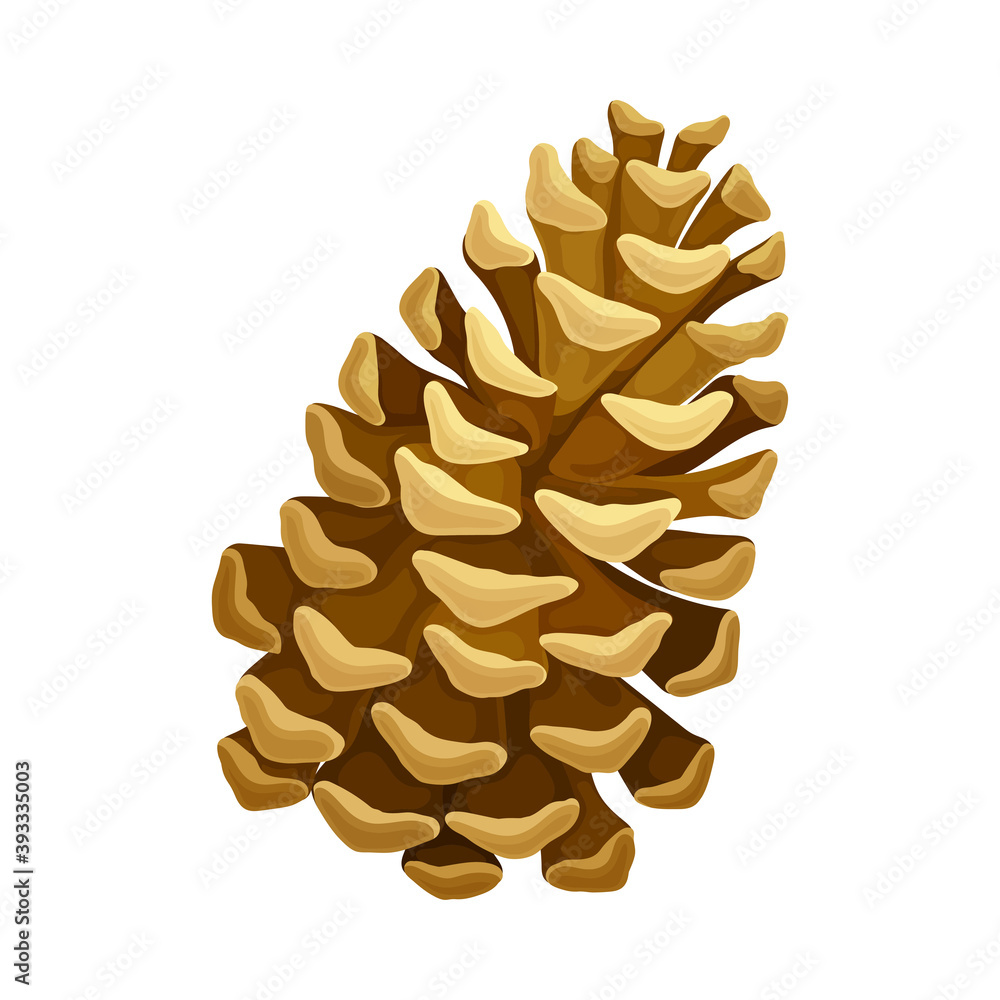 Brown Pine Cone with Spirally Arranged Scales Vector Illustration Brown Pine Cone with Spirally Arranged Scales Vector Illustration