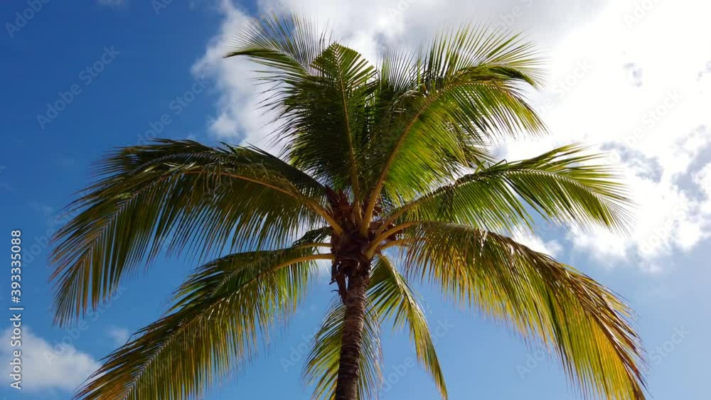 Palm Tree against blue Sky in Kenya, Africa Palm Tree against blue Sky in Kenya, Africa