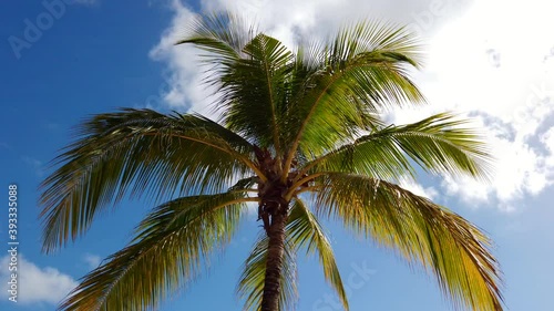 Wallpaper Mural Palm Tree against blue Sky in Kenya, Africa Torontodigital.ca