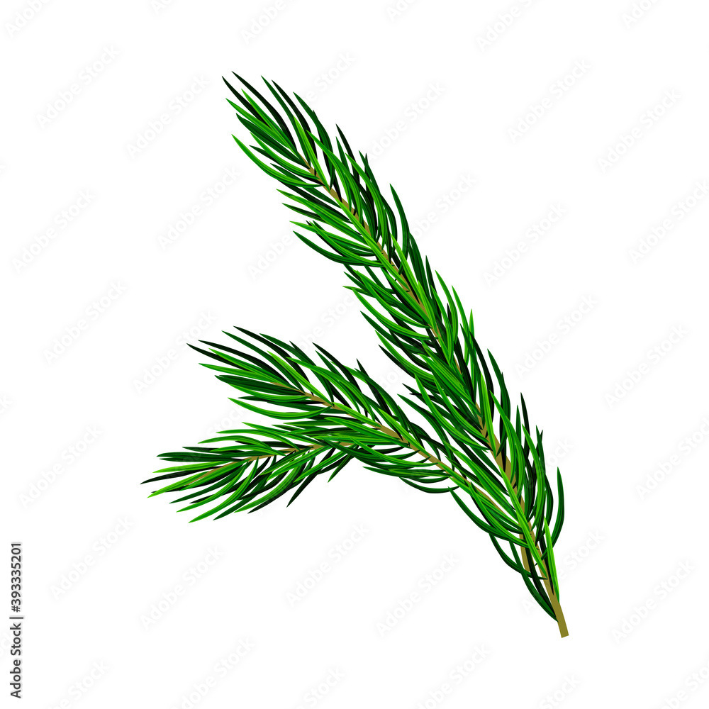 Obraz premium Green Pine Tree Evergreen Branch with Needle Leaves Vector Illustration
