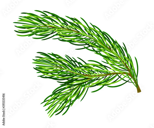 Fluffy Branch of Evergreen Pine Tree with Needle Leaves Vector Illustration