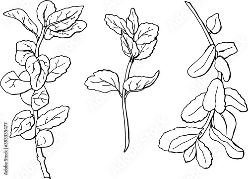 Mint. Line art. White background, isolator.
