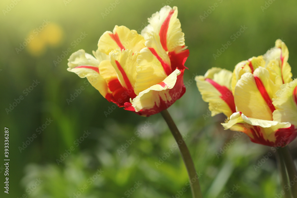 Bright yellow tulip with red stripes on a background of green grass