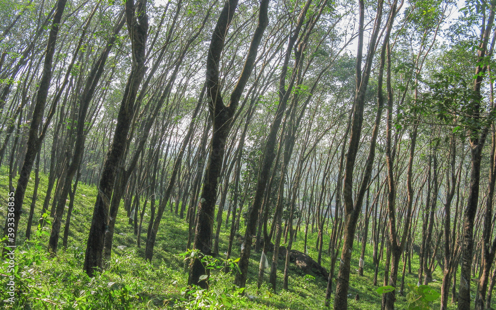 Fototapeta premium Thick growth of Trees in the rain forests of The Silent Valley in Kerala