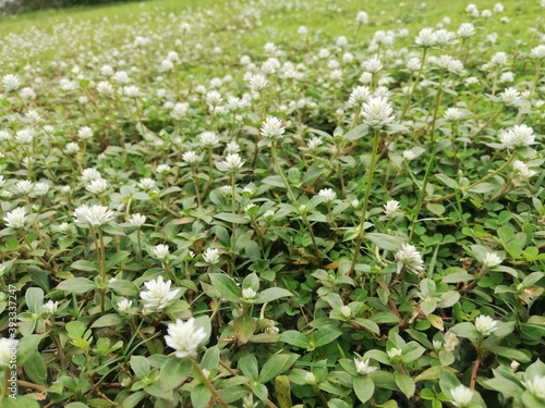 flowers in the garden