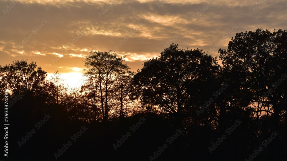 Silhouettes of trees at sunset in autumn, Coventry, England, UK