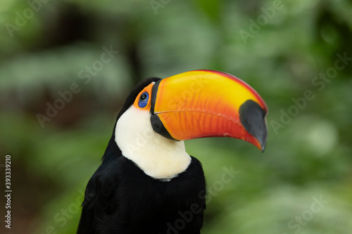 Toco-toucan in a rainforest in South America © Odu Mazza
