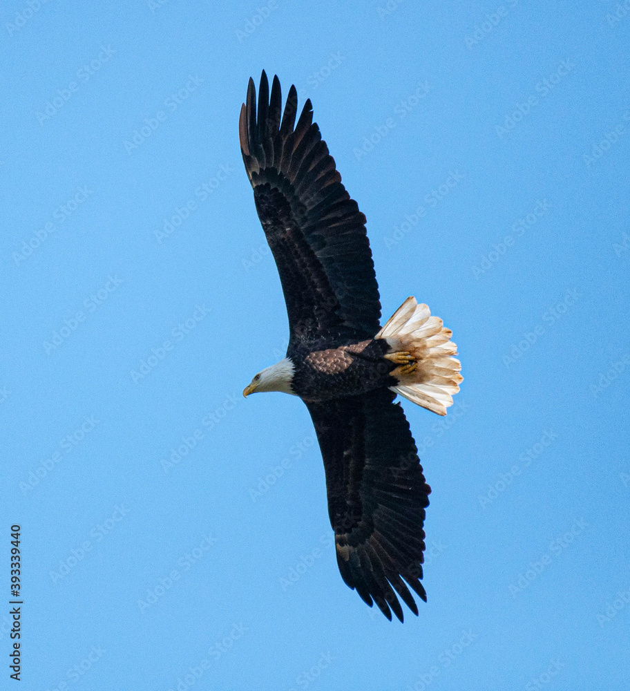 Obraz premium Bald Eagle from below