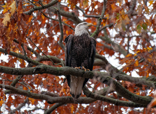 Bald eagle perched in a tree