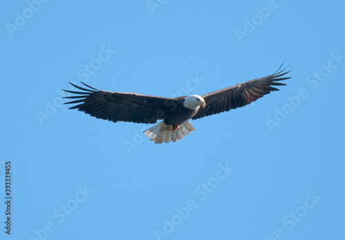 Bald Eagle flying above