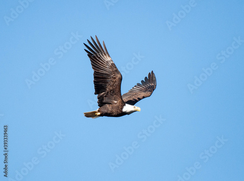 High-flying Eagle