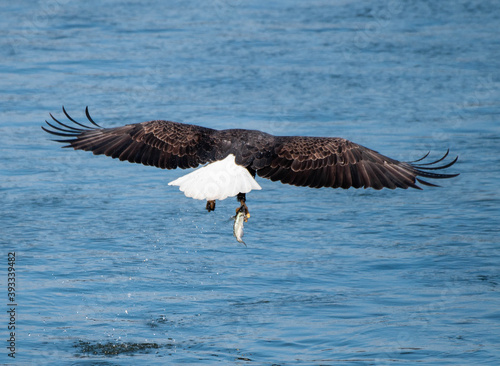 Bald Eagle flying away with a fish