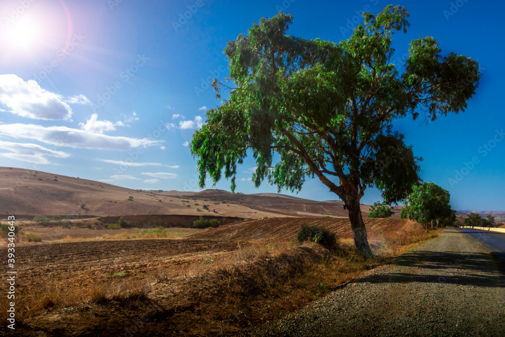 landscape for a beautiful Sunrise in tlemcen algeria Sunrise with clouds and trees landscape for a beautiful Sunrise in tlemcen algeria Sunrise with clouds and trees