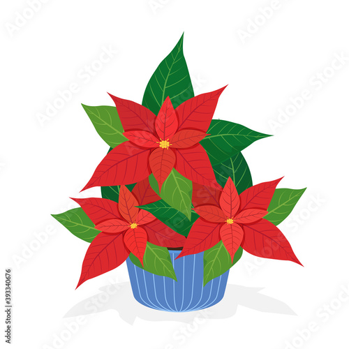 poinsettia pot