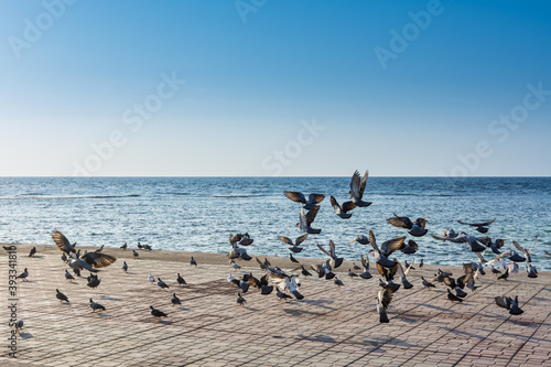 A group of pegeons flying at the Jeddah Corniche, 30 km coastal resort area of the city of Jeddah. Located along the Red Sea, features a coastal road, recreation areas, pavilions and civic sculptures photo