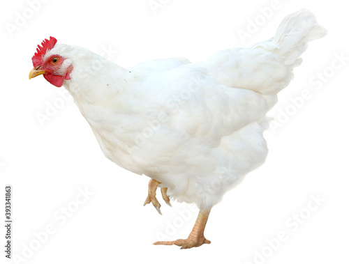 White chicken hen poultry isolated on white background.