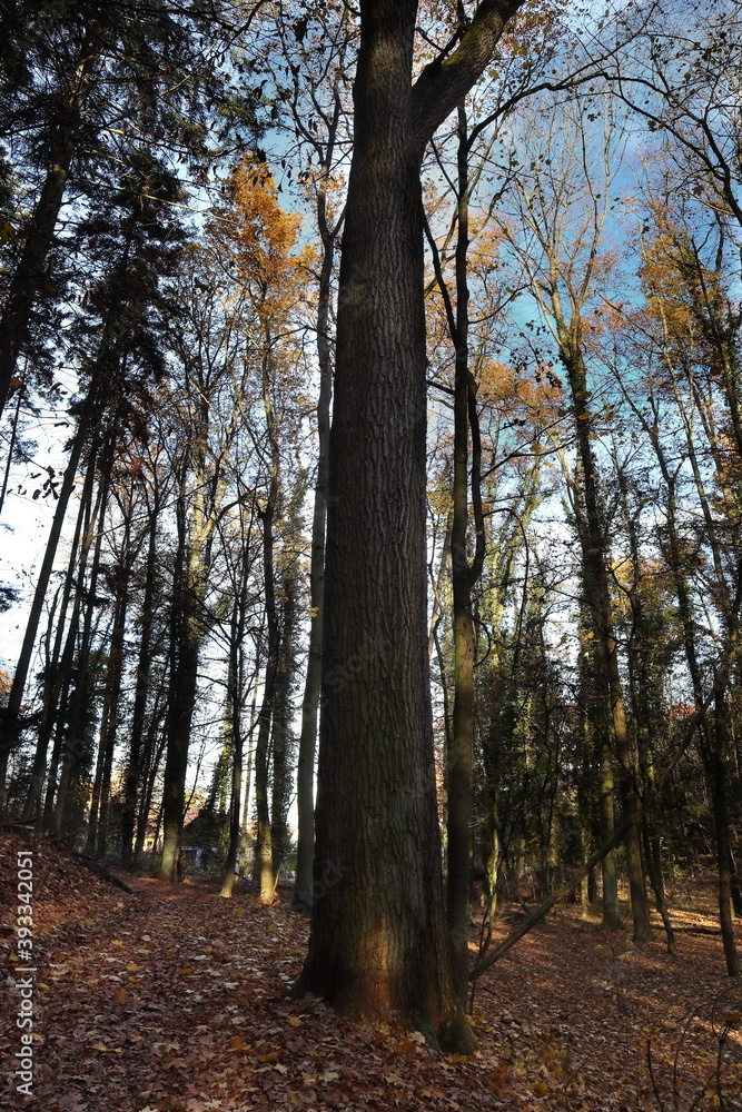 Fototapeta premium Wald, Herbst, Blätter, Eiche, Baum