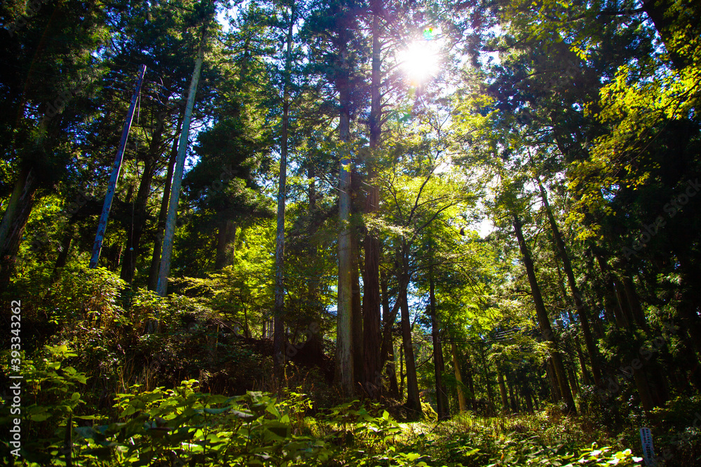 Fototapeta premium 緑の中のキャラクター