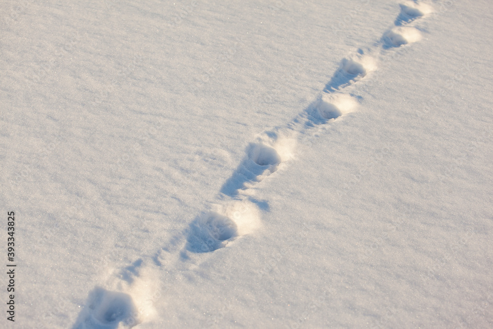 human footprints in the fresh snow human footprints in the fresh snow