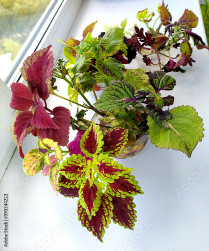 Coleus plant bouquet. Slices, cuttings in water. Rooting of coleus. Autumn leaves. Vegetative varietal coleus plants. Coleus variety - Tammy, white finger, Doctor Wu, Songbird, Morgan Le Fay.cuttings