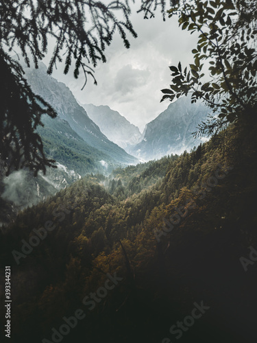 Aperçu d'une forêt dans le brouillard d'une journée d'hivers