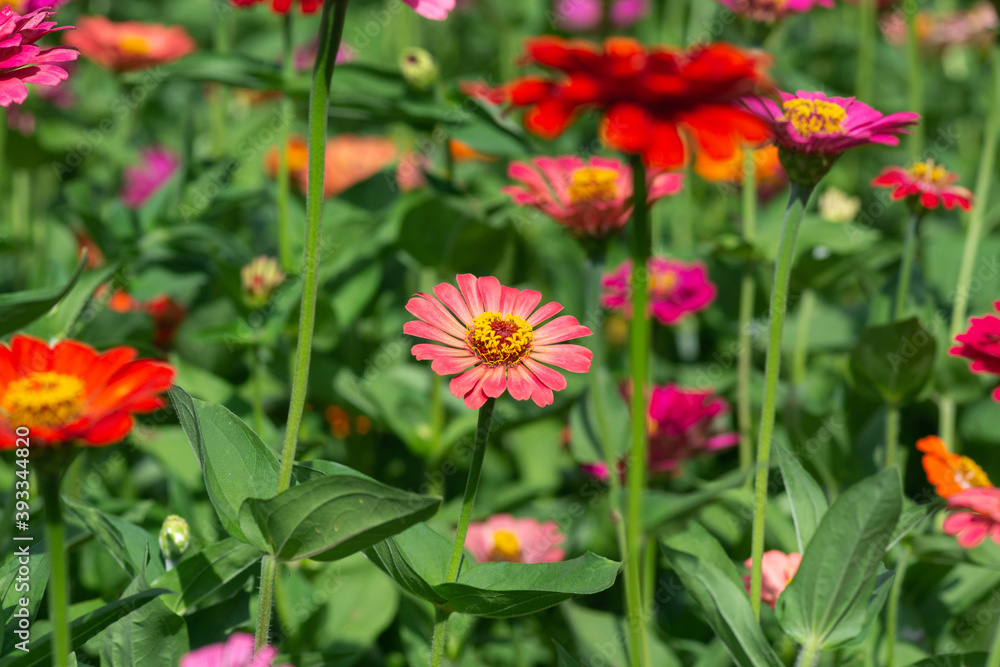 flower background