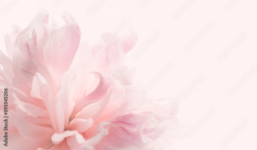 Beautiful pastel peony floral background. Soft pastel wedding, romantic flowers. Banner for website