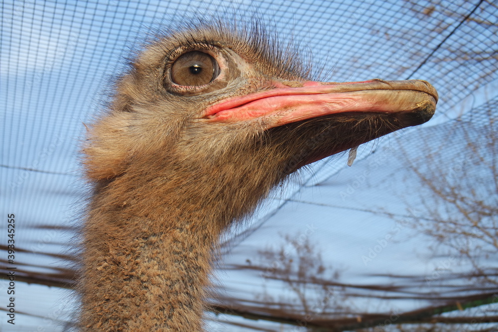 Ostrich close up portrait front view with blurry background in ...