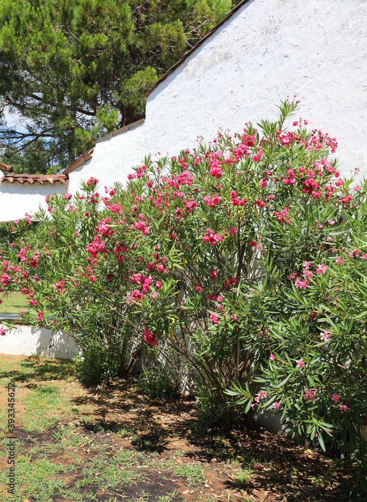 Oleander plant in summer in the Mediterranean Village