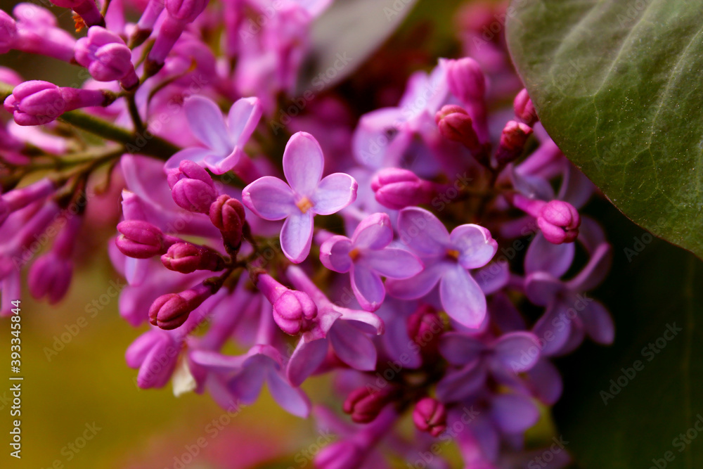 Fototapeta premium flowers